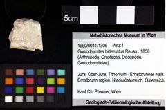 Foto (Objket + Etiketten) von Goniodromites bidentatus (Reuss, 1858) 